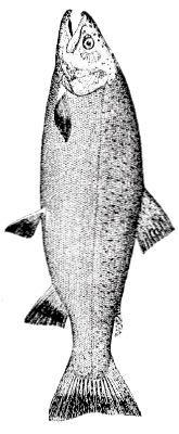 image_fish